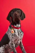 Load image into Gallery viewer, Light Up Christmas Dog Collar Charms
