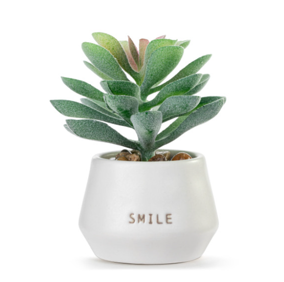 succulent bliss Demdaco Smile Just. Because Mini Succulent