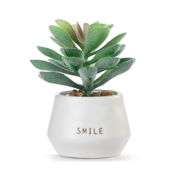 Smile Just Because Mini Succulent