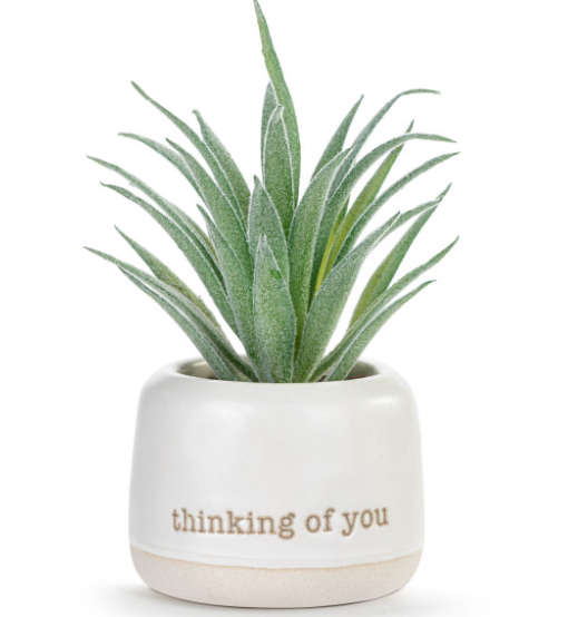 Thinking of You Just Because Mini Succulent