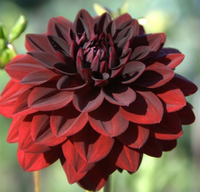 1803 Candles