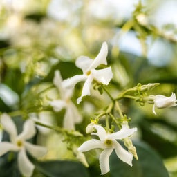 pura White Tea No. 1